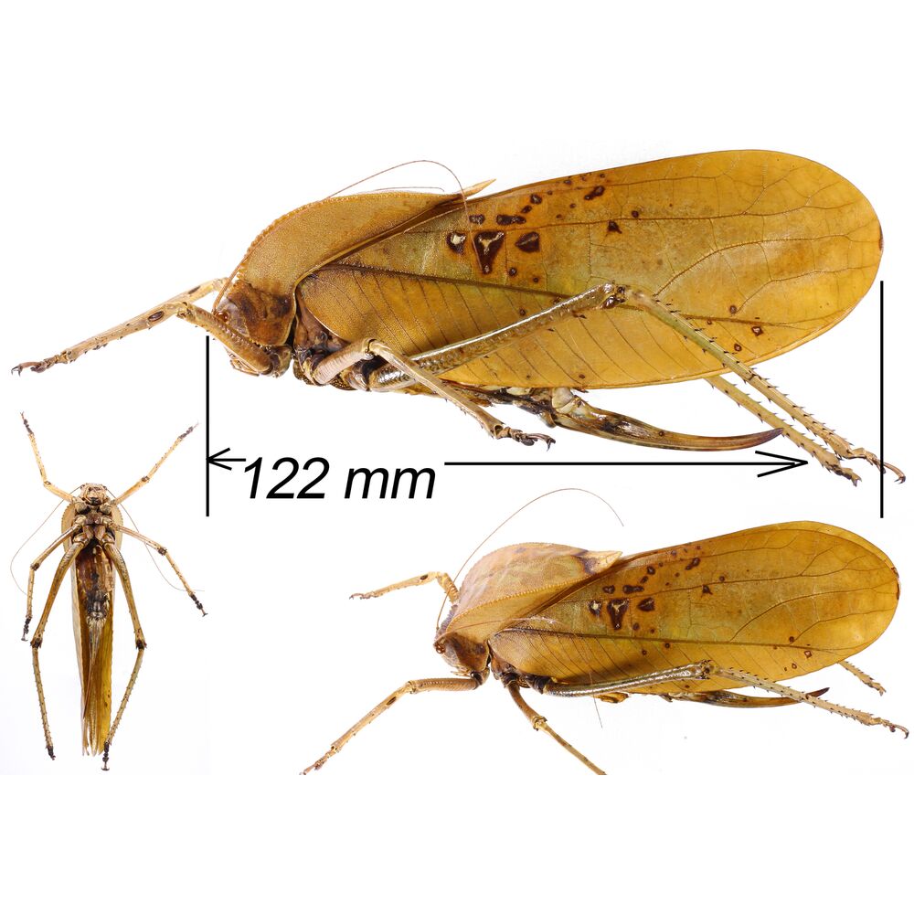 Macrolyristes Corporalis - 122mm - West Papua