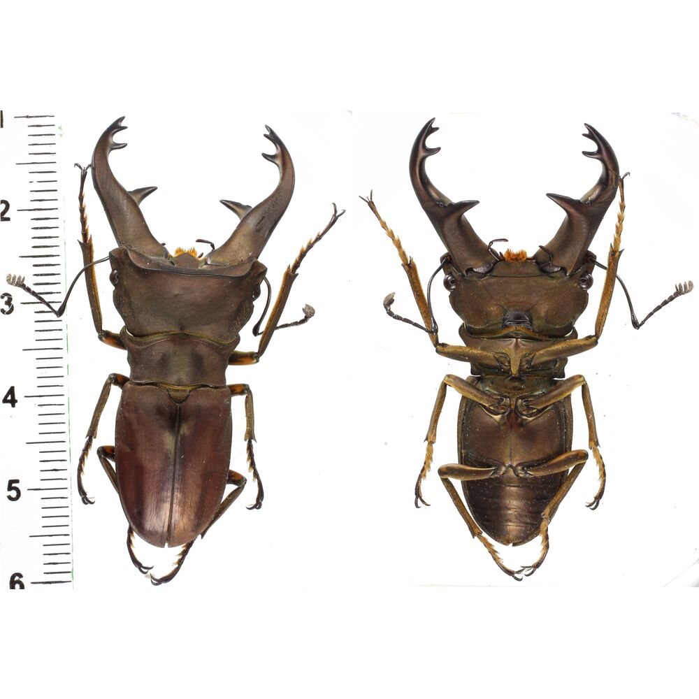 Cyclommatus kaupi - Lucanidae 56mm from West Papua, Indonesia