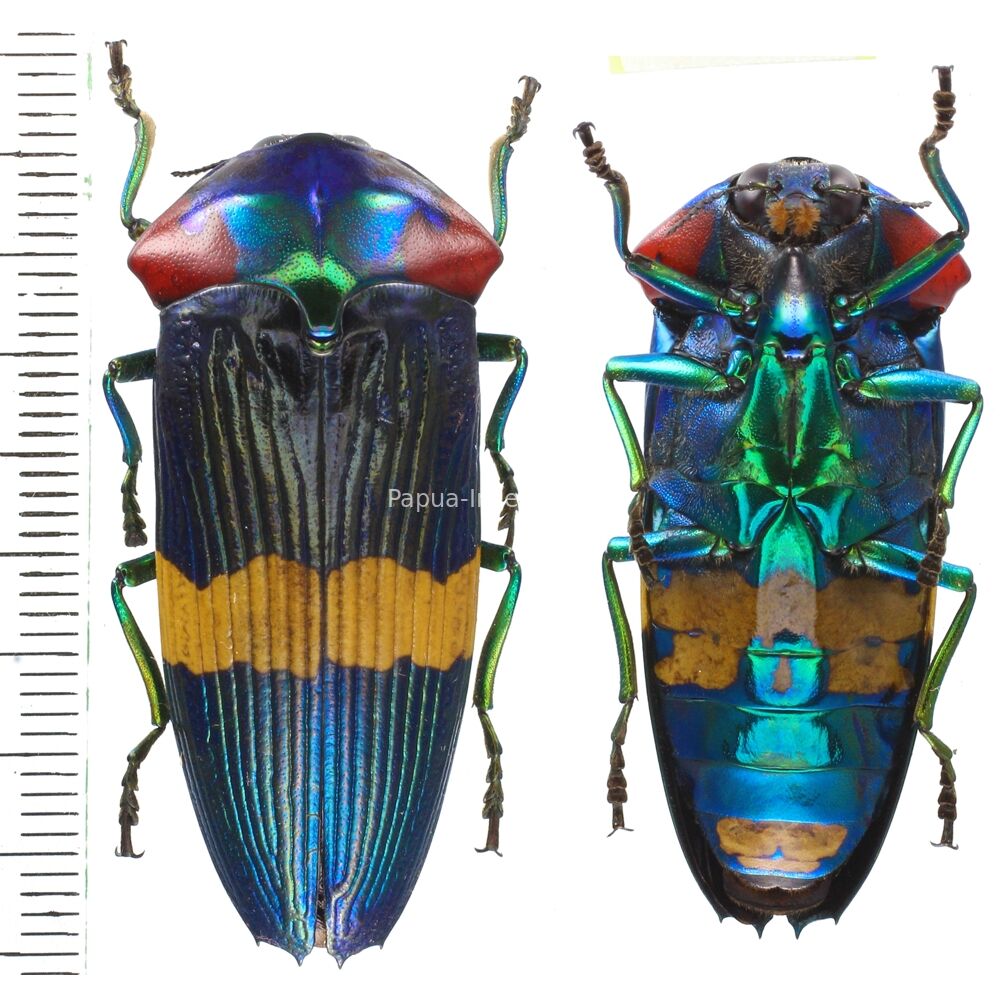 Calodema ribbei - 42mm - male