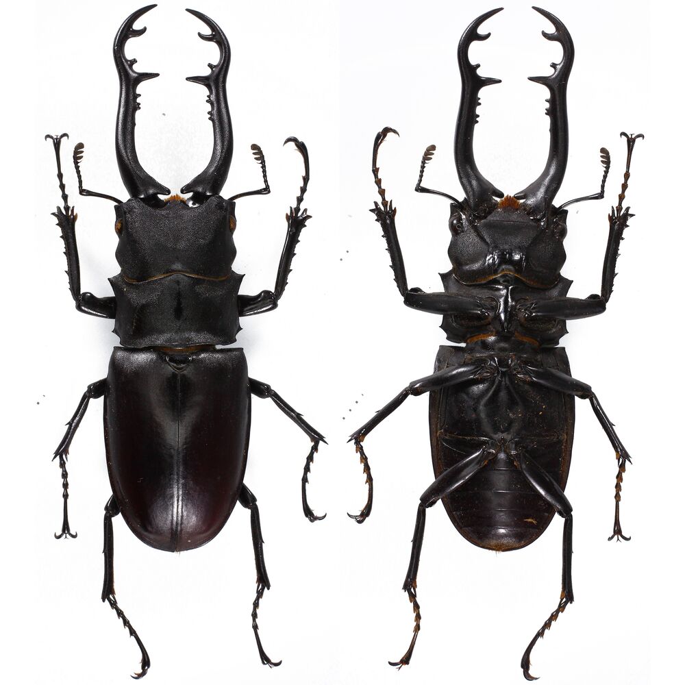 Prosopocoilus giraffa timorensis - 80mm - Timor island