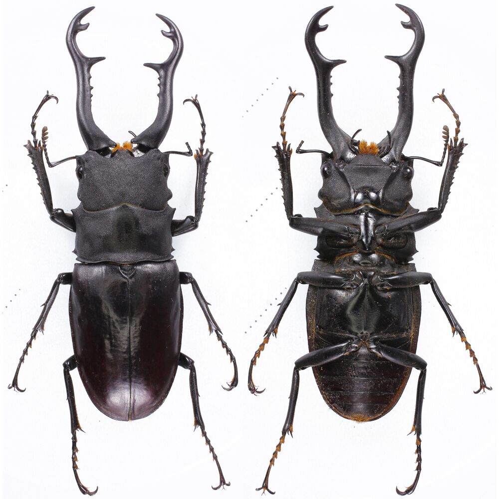 Prosopocoilus giraffa timorensis - 83mm - Timor island