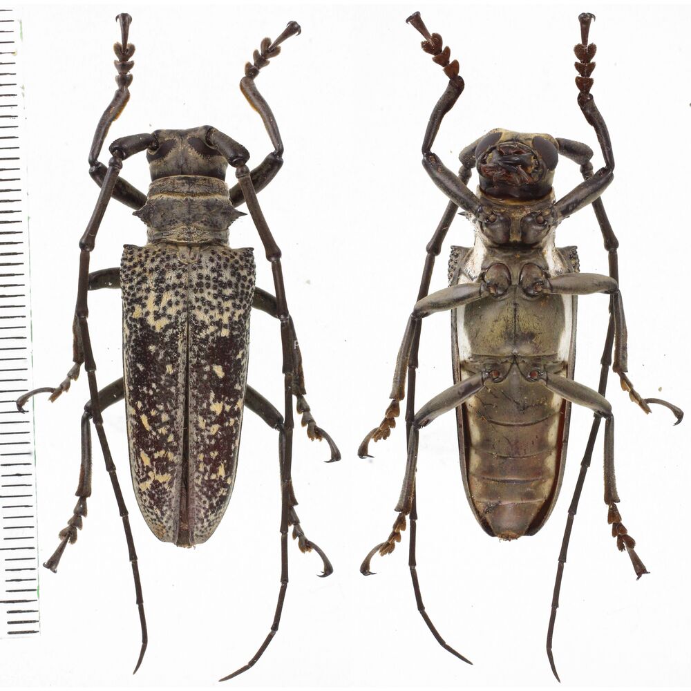 Apriona punctatissima - Central Sulawesi