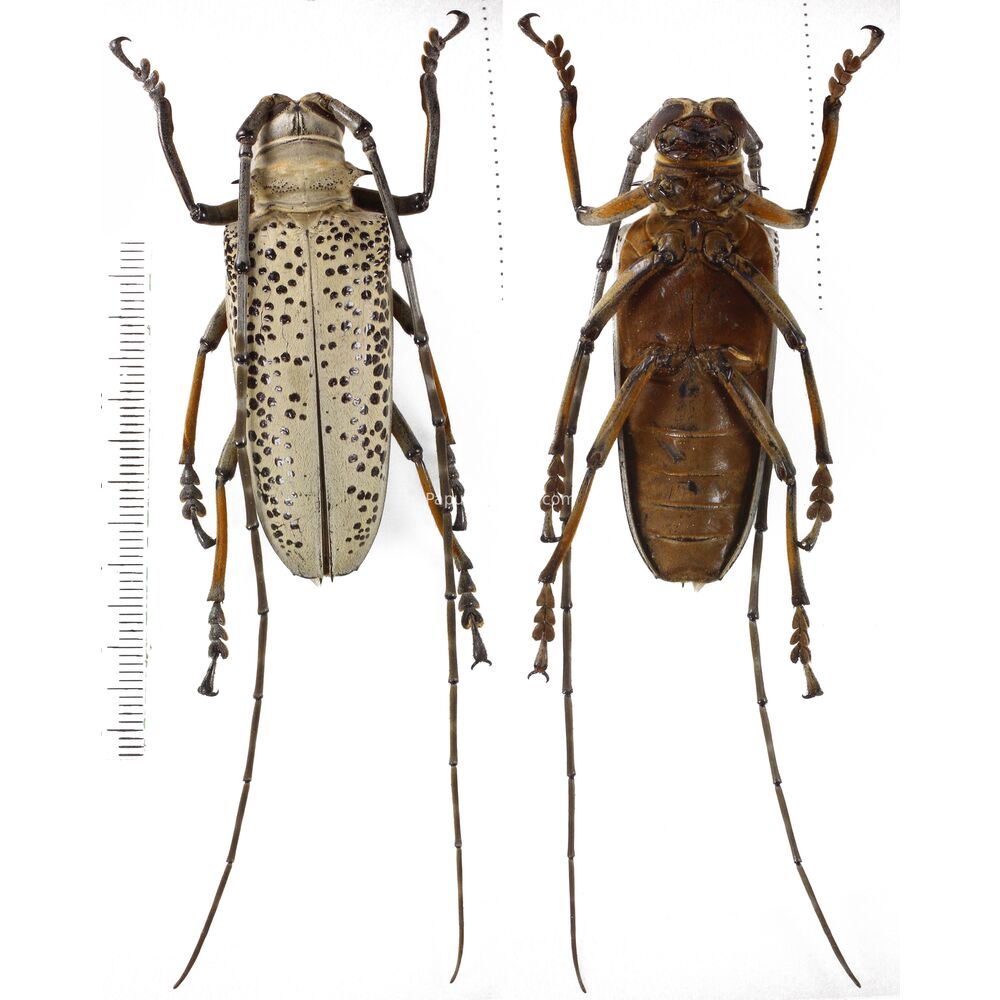 Rosenbergia straussi - West Papua - 57mm