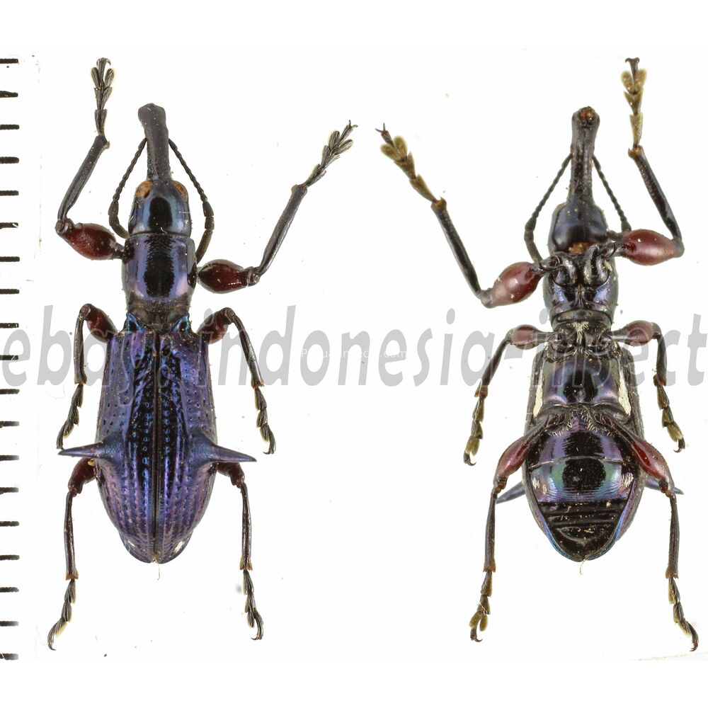 Aporhina sp. - from Waigeo island West Papua