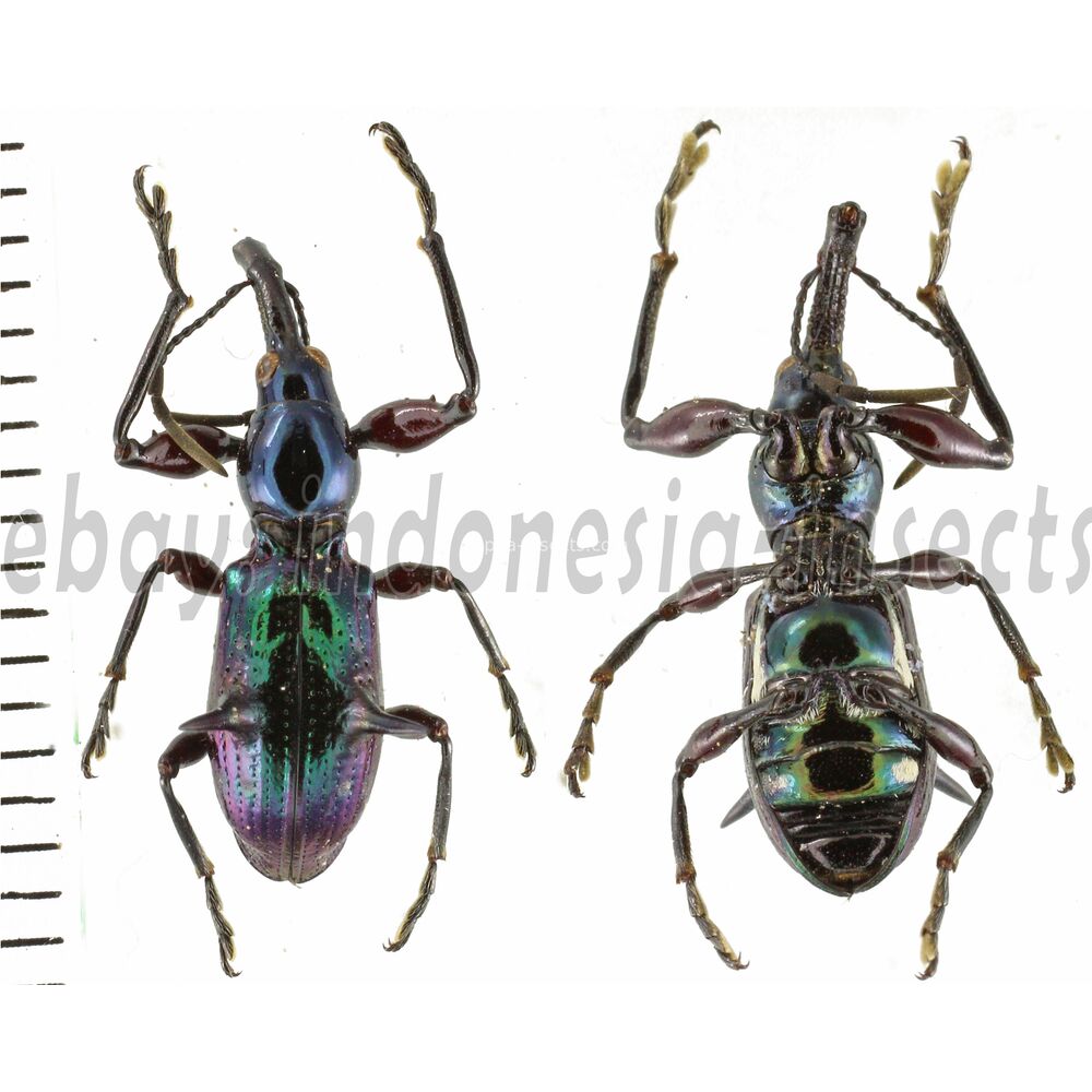 Aporhina sp. - from Sorong, West Papua