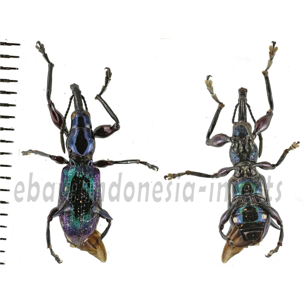 Aporhina sp. - from Sorong West Papua