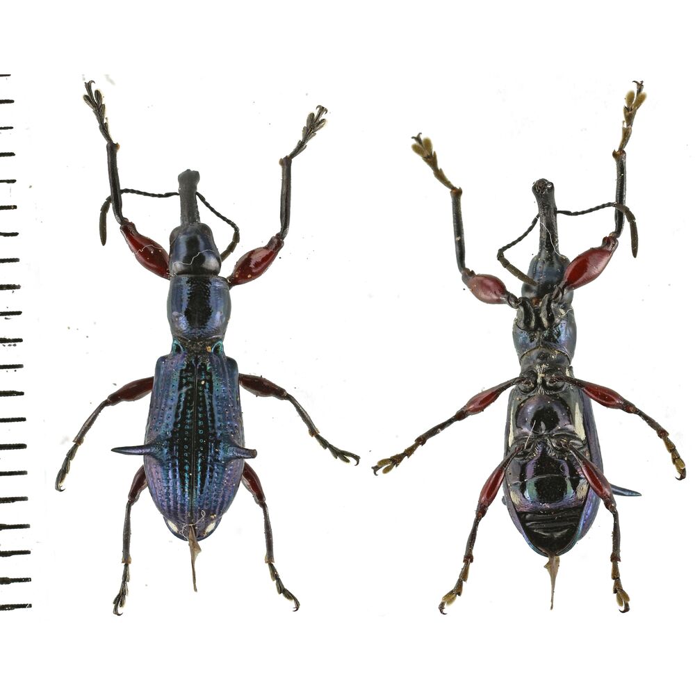 Aporhina sp. - from Sorong West Papua