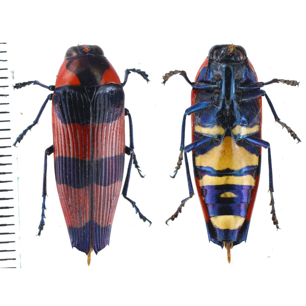 Pseudhyperantha bloetei