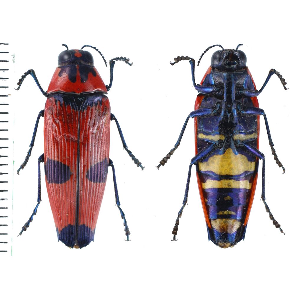 Pseudhyperantha bloetei