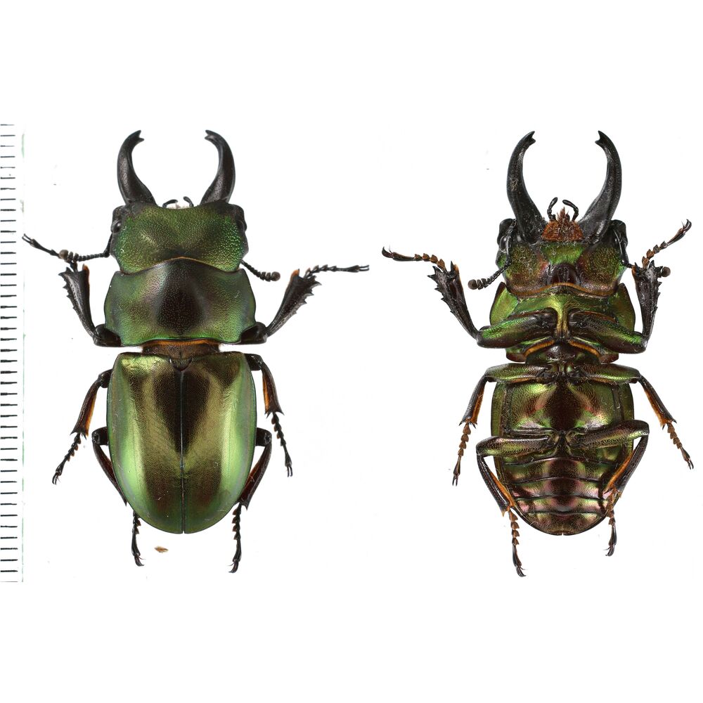Odontolabis invitabilis - 37mm - North Sumatra
