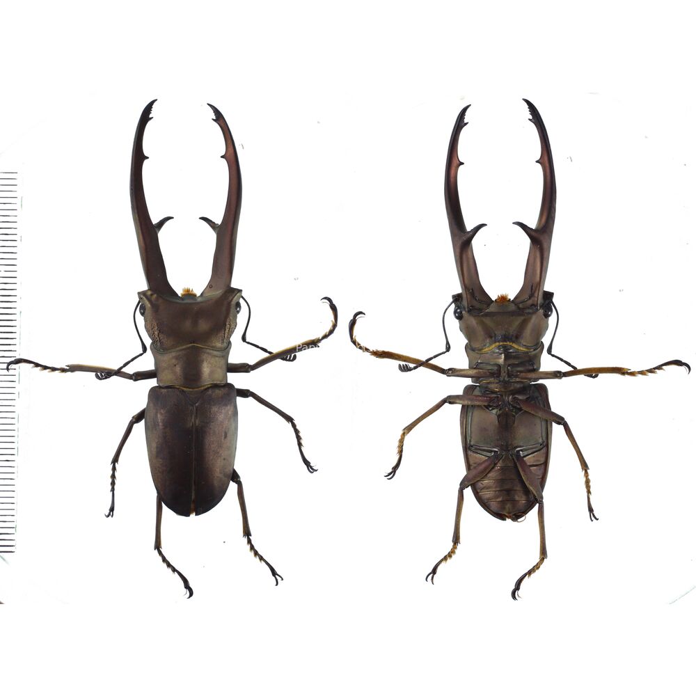 Cyclommatus imperator - 68mm - Papua New Guinea