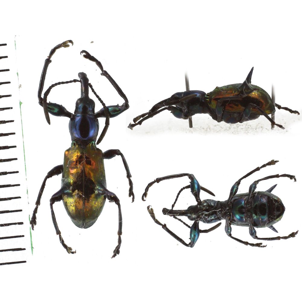 Aporhina sp. - from Jayapura West Papua