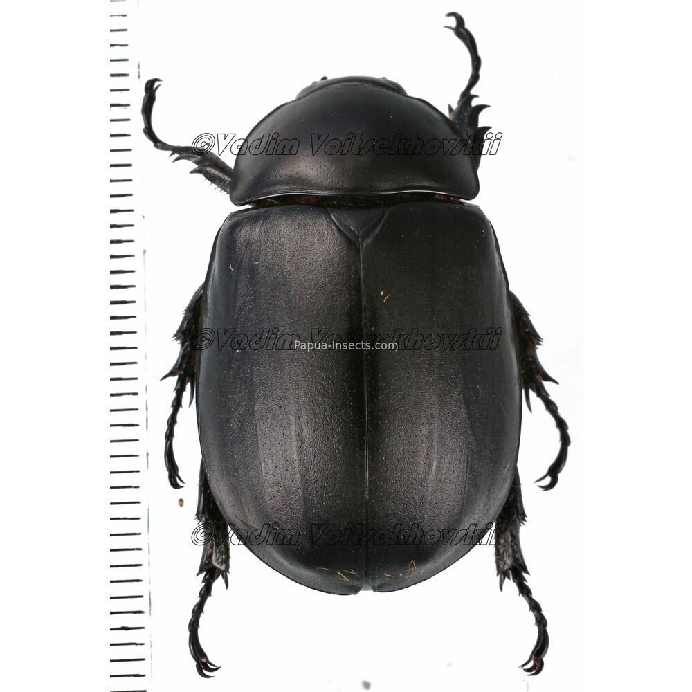 Chalcocrates bretoni - West Papua