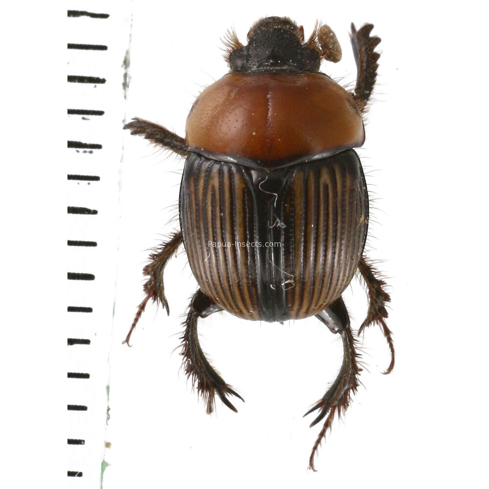 Bolbochromus sp. - Bali island