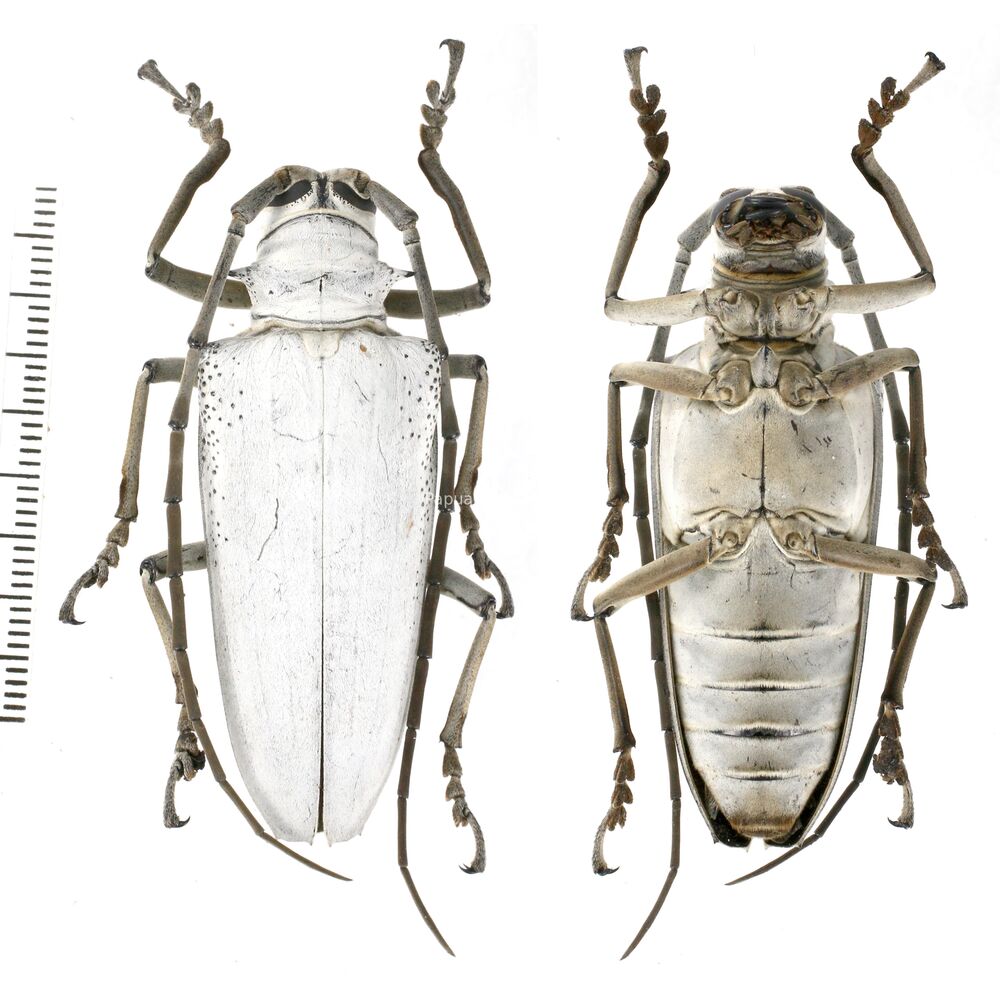 Rosenbergia vetusta - 54mm - West Papua