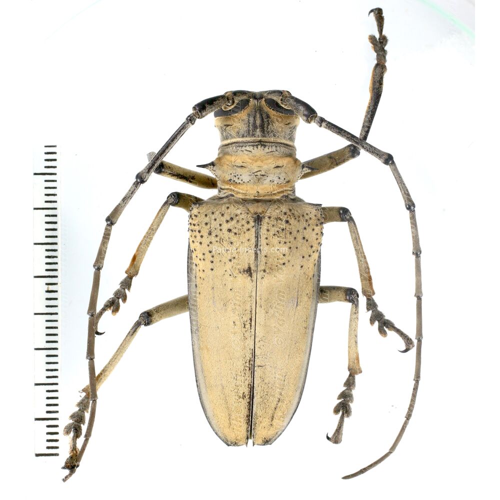 Rosenbergia mandibularis - 49mm - Papua New Guinea PNG