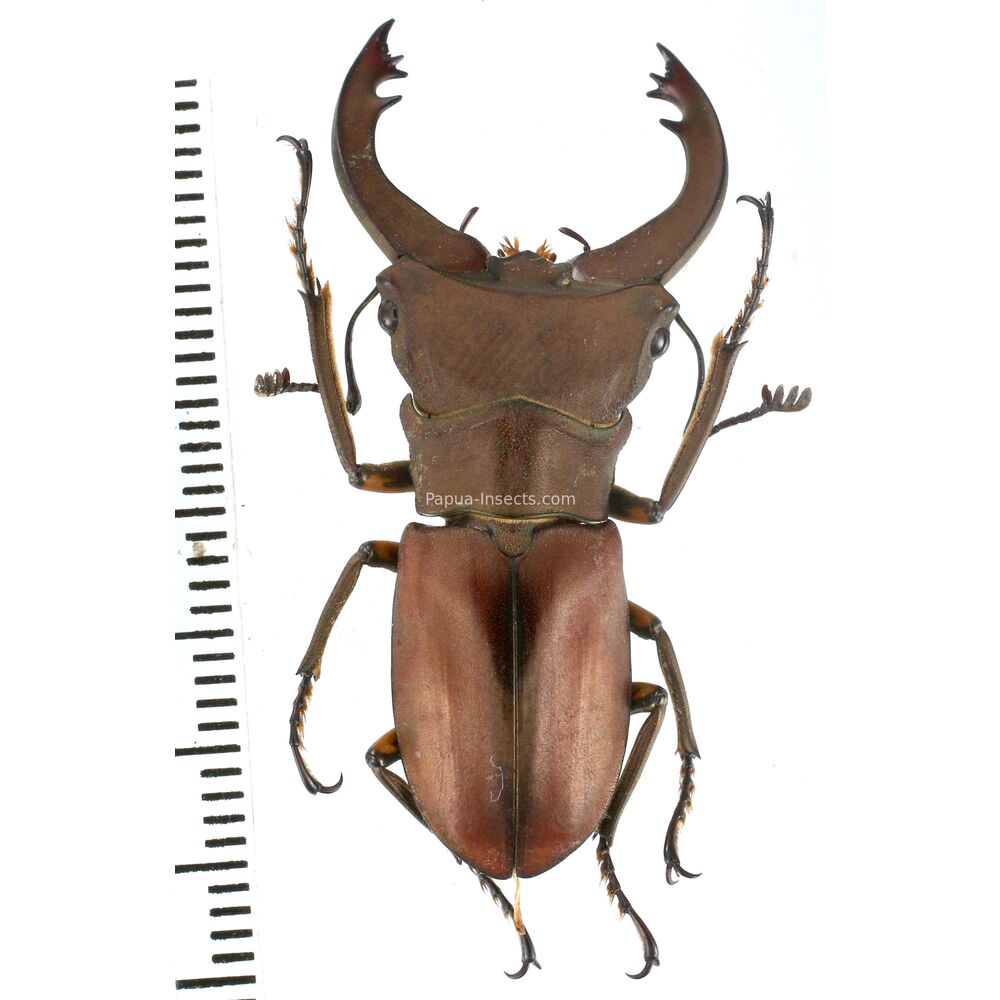 Cyclommatus margaritae - 41mm - Papua New Guinea