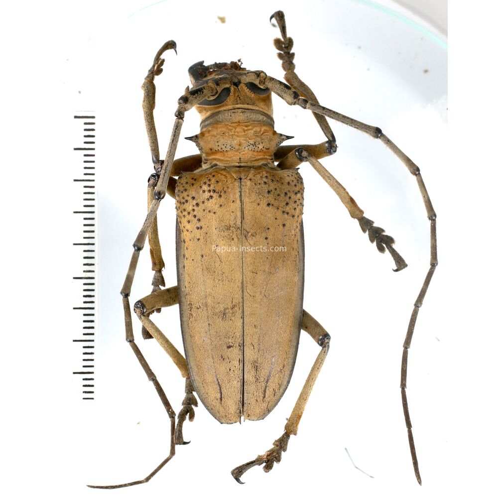 Rosenbergia mandibularis - 63mm - Papua New Guinea PNG