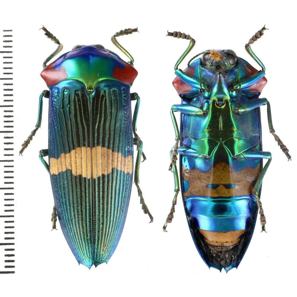 Calodema ribbei - 40mm - female