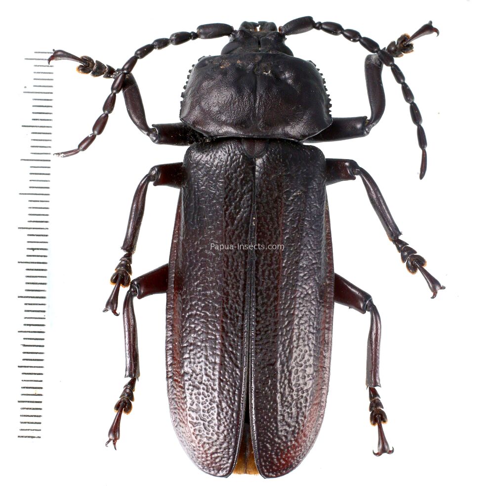 Xaurus bennigseni - 67mm male from Jayapura, W. Papua, Indonesia