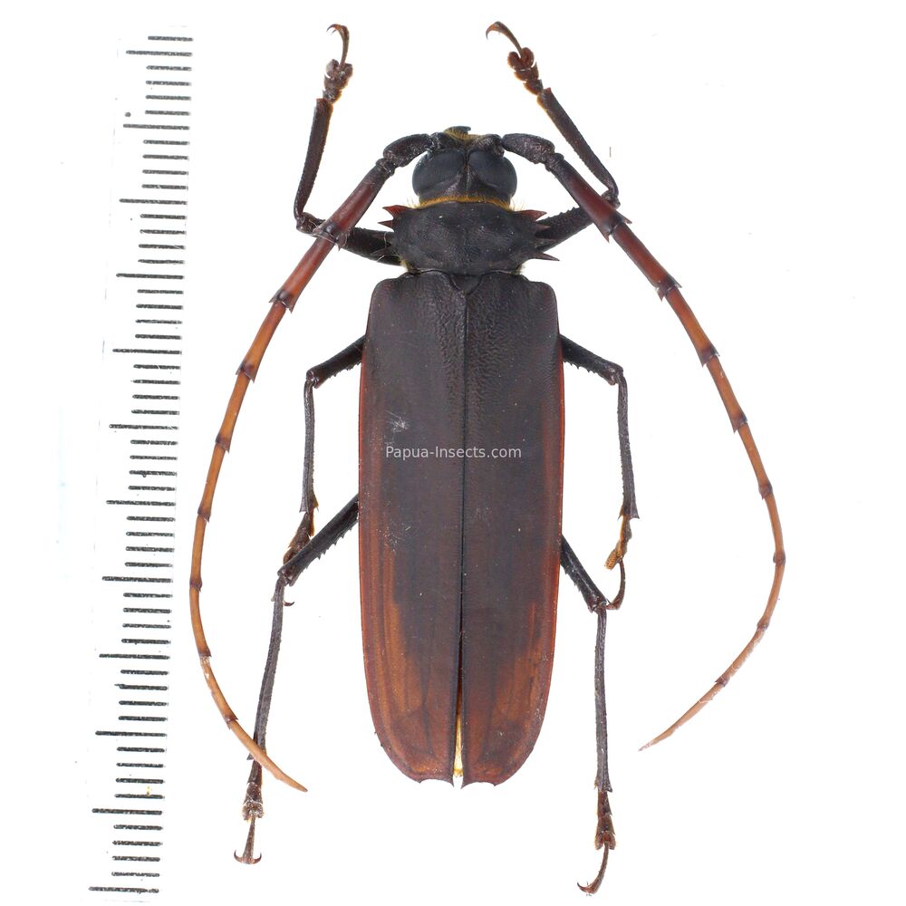 Osphryon subitanus - 43mm from Jayapura province West Papua, Indonesia