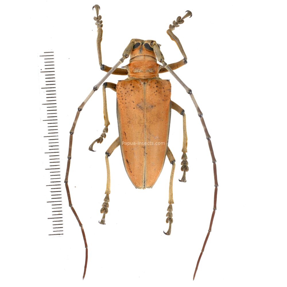 Rosenbergia mandibularis - 45mm - West Papua