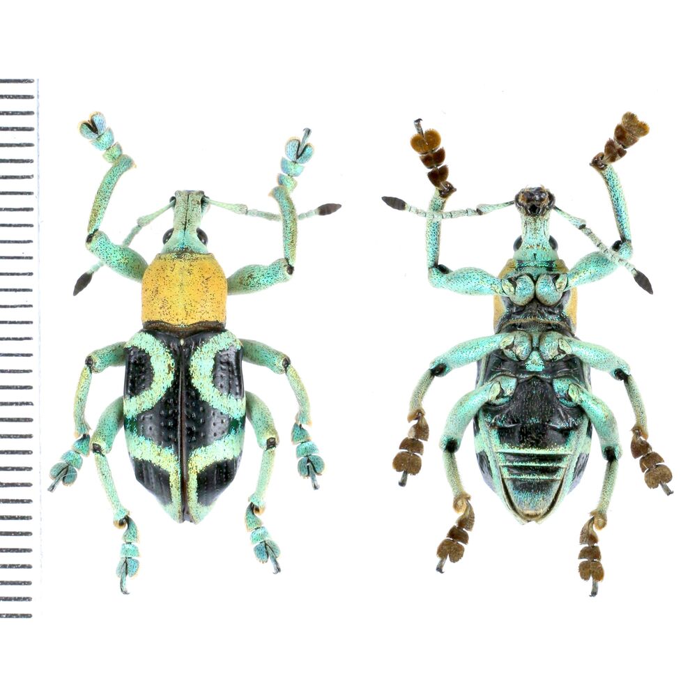 Eupholus vlasimskii from Wasior, Wondama province, West Papua, Indonesia RARE