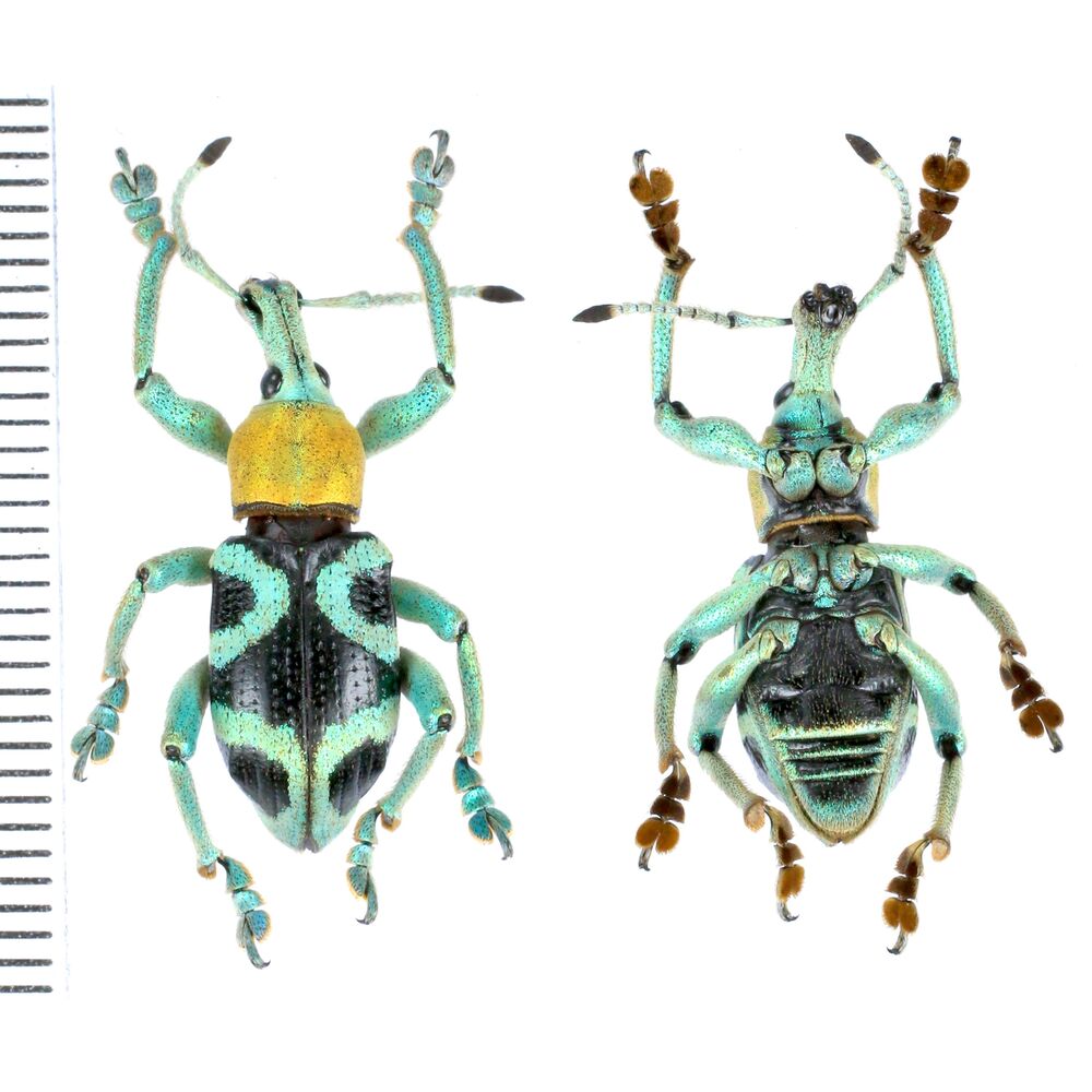 Eupholus vlasimskii from Wasior, Wondama province, West Papua, Indonesia RARE