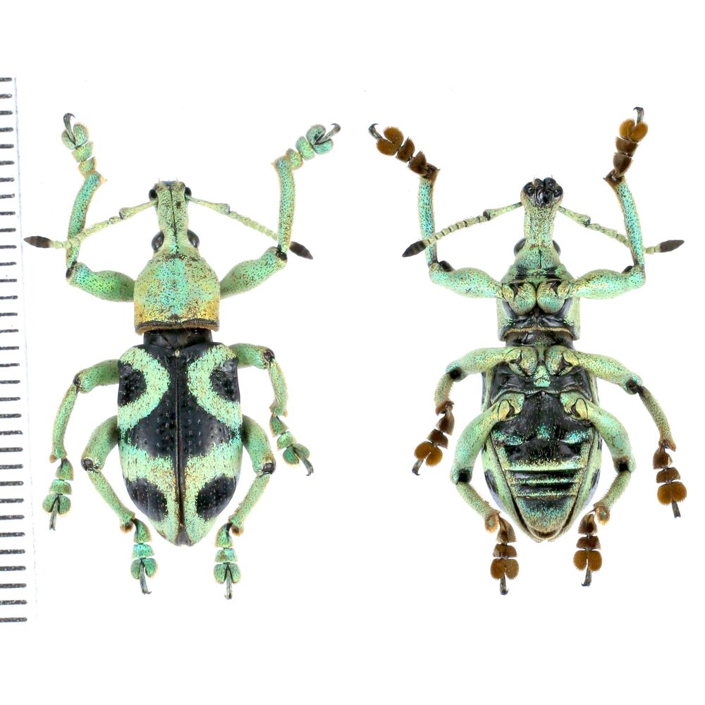 Eupholus vlasimskii from Wasior, Wondama province, West Papua, Indonesia RARE