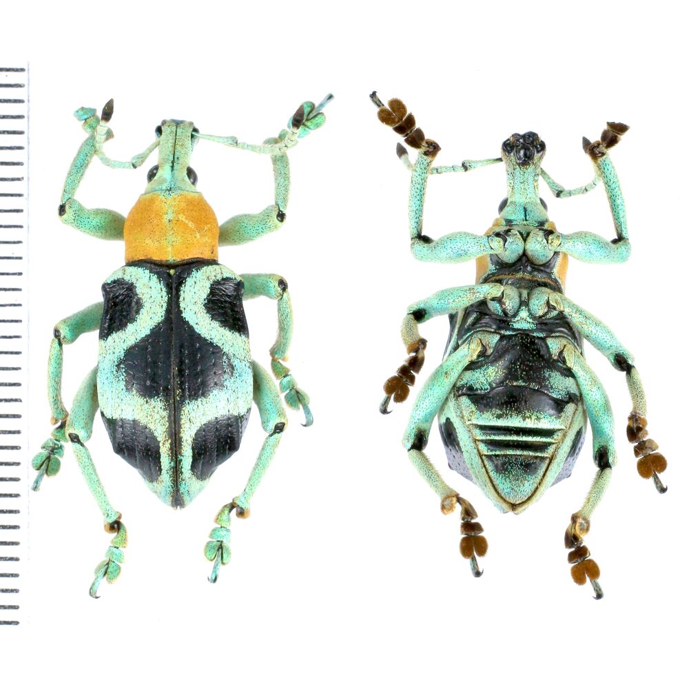 Eupholus vlasimskii from Wasior, Wondama province, West Papua, Indonesia RARE