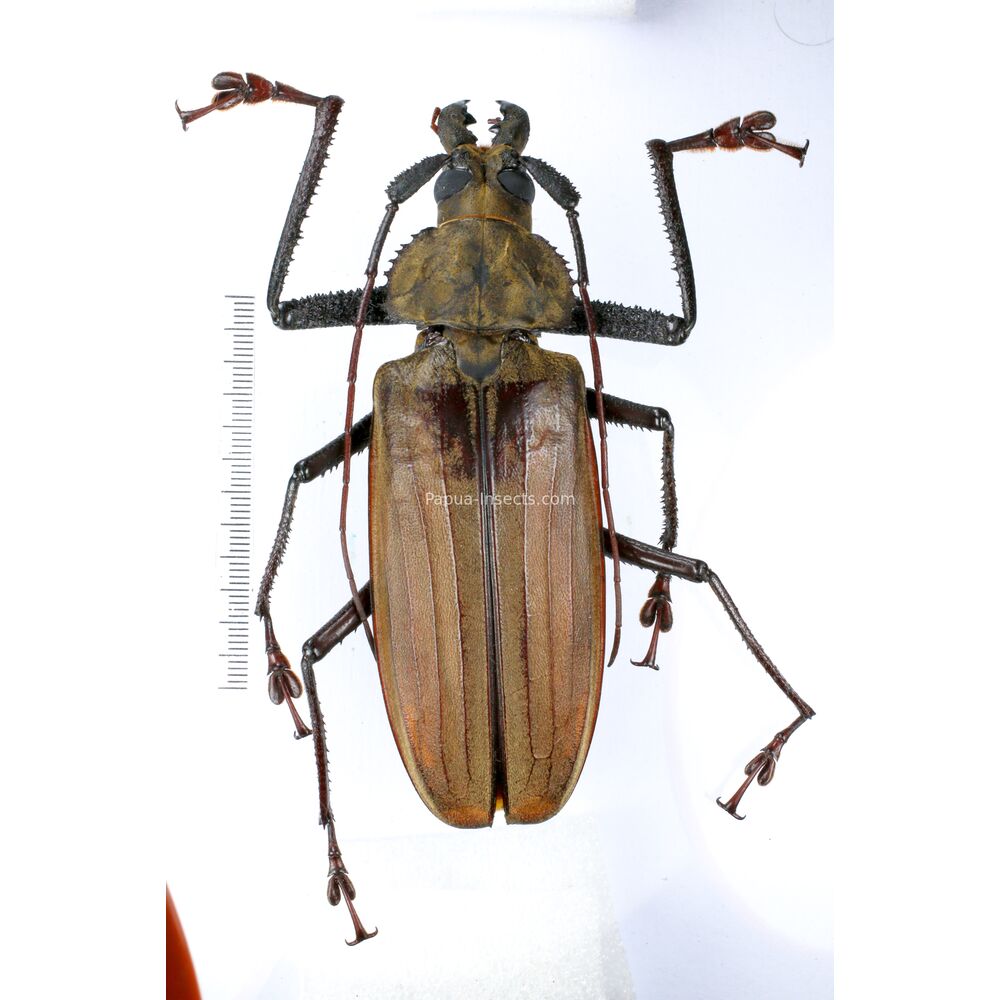 Xixuthrus axis ssp. kozlovi - Prioninae 115mm male from Gorom island, Indonesia