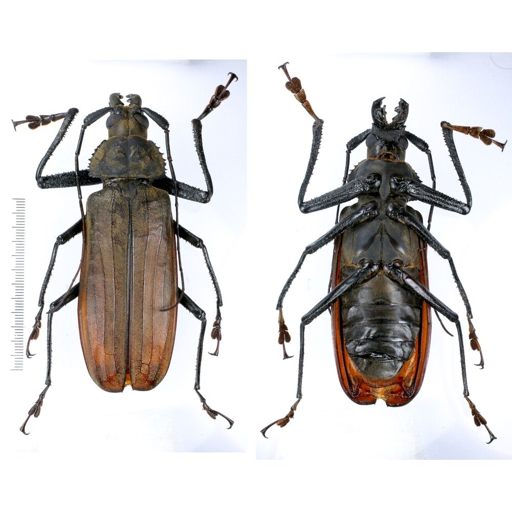 Xixuthrus axis ssp. kozlovi - Prioninae 105mm male from Gorom island, Indonesia