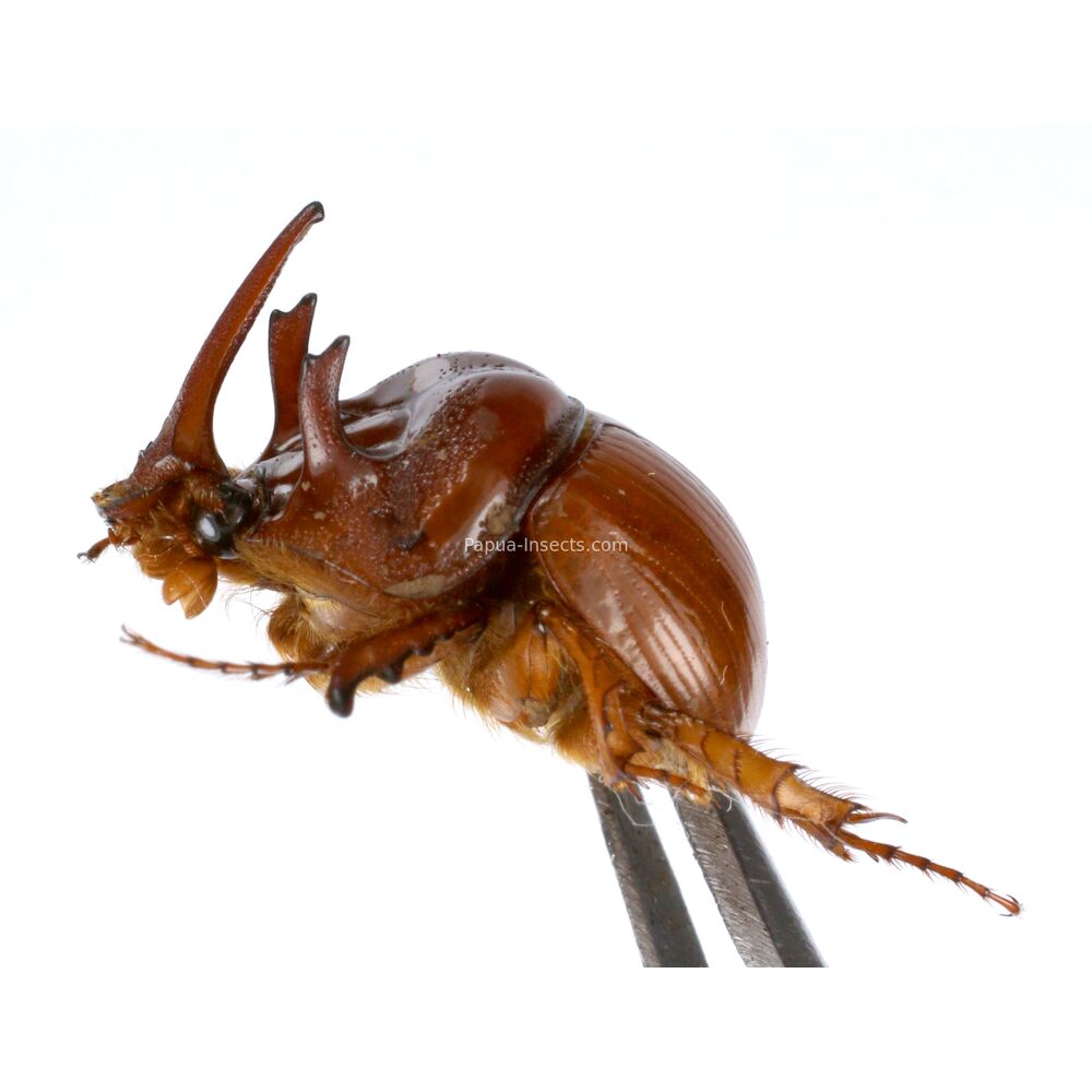 Blackburnium rhinoceros - Bolboceratini from Central Papua, Indonesia RARE