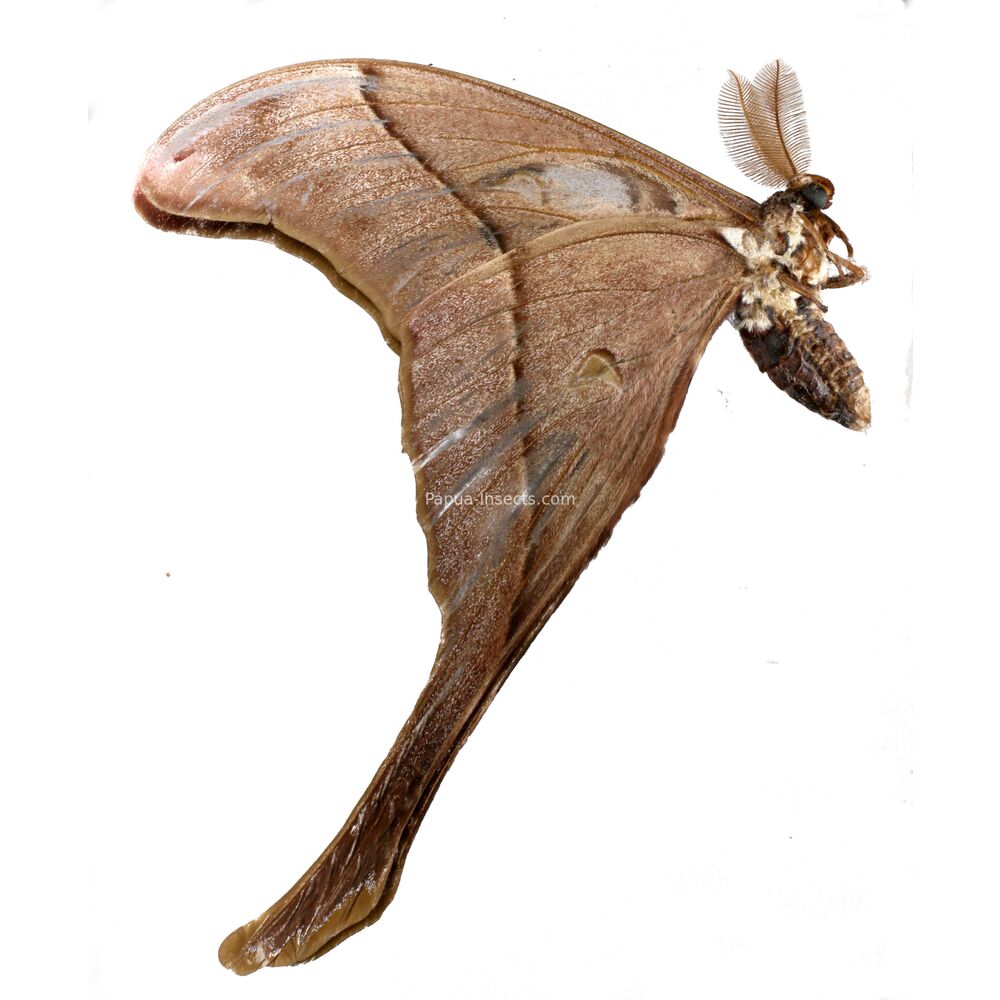 Coscinocera hercules - Merauke province West Papua