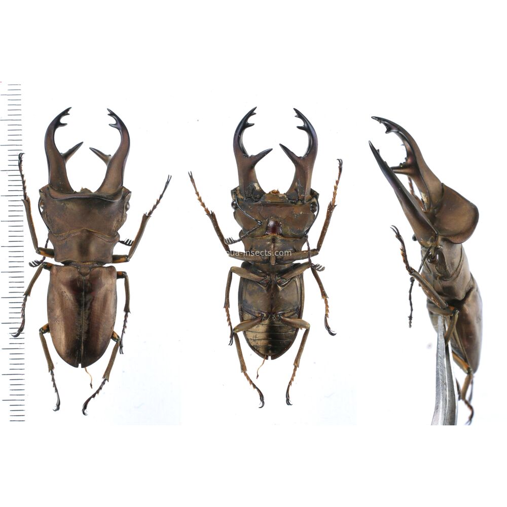 Cyclommatus kaupi - Lucanidae 51mm from West Papua, Indonesia