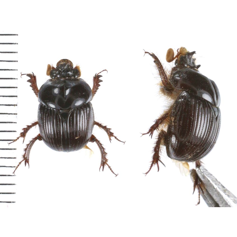 Bolbochromus sp. - Bali island