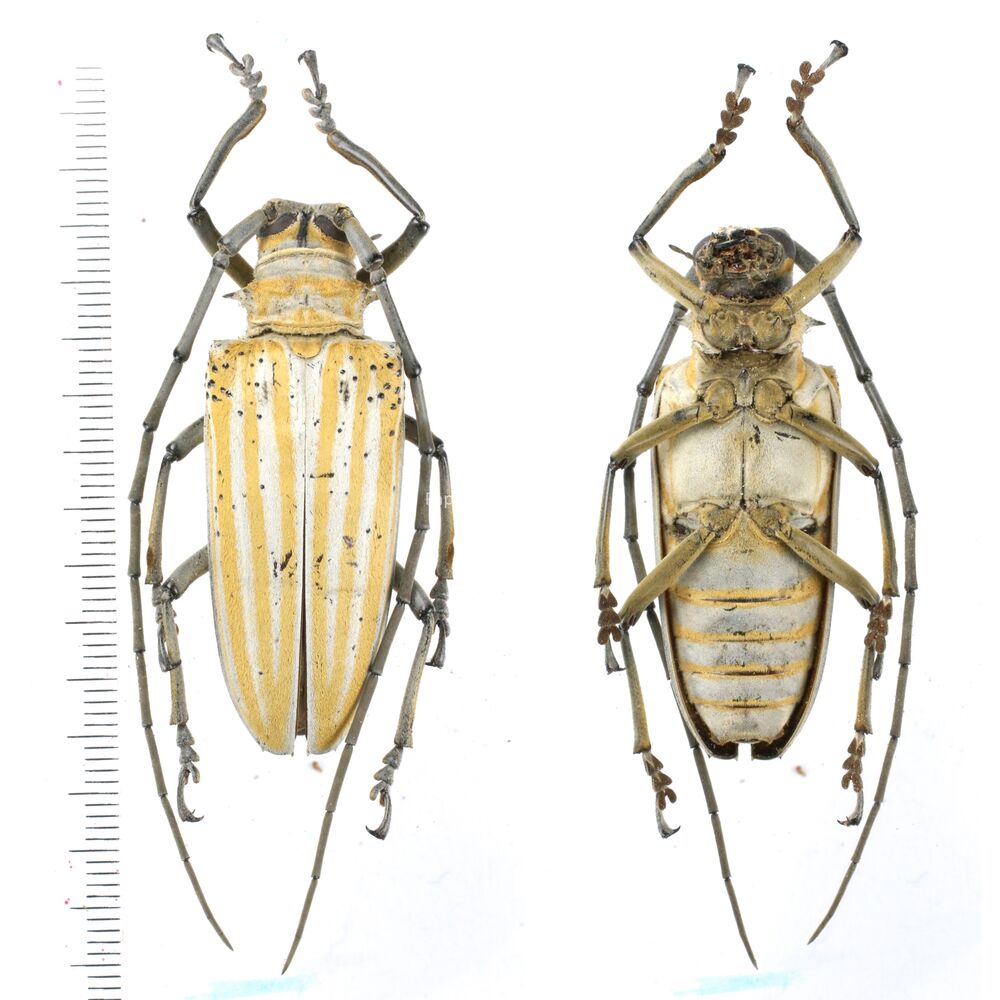 Rosenbergia samuelsoni 48mm from Jayapura province, West Papua, Indonesia