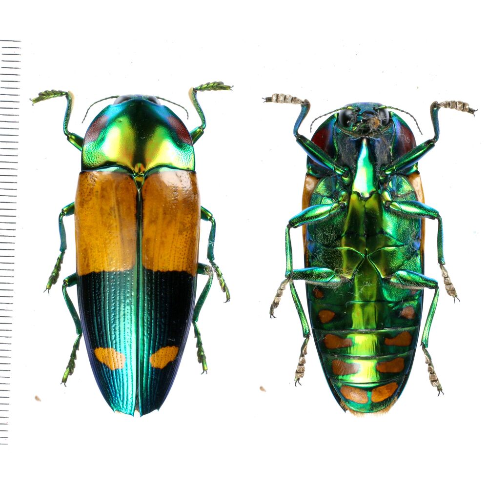 Calodema wallacei - 47mm from West Papua, Indonesia RARY