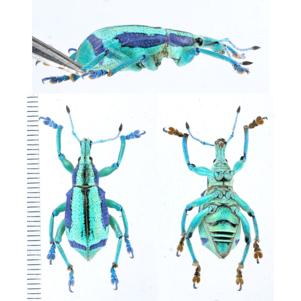 Eupholus beccarii - Yapen island Insonesia