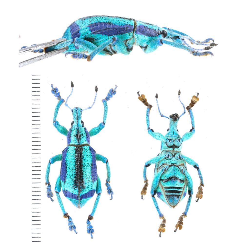 Eupholus beccarii - Yapen island Insonesia