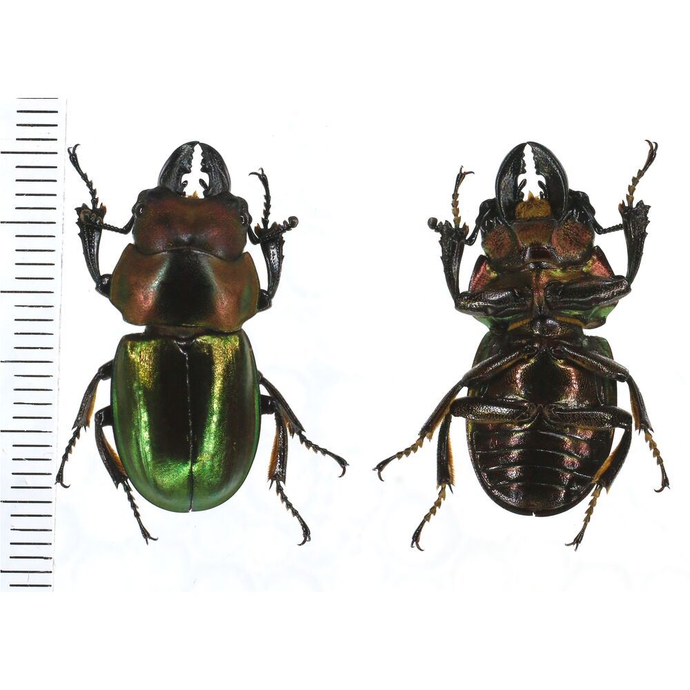 Odontolabis invitabilis - 27mm - North Sumatra