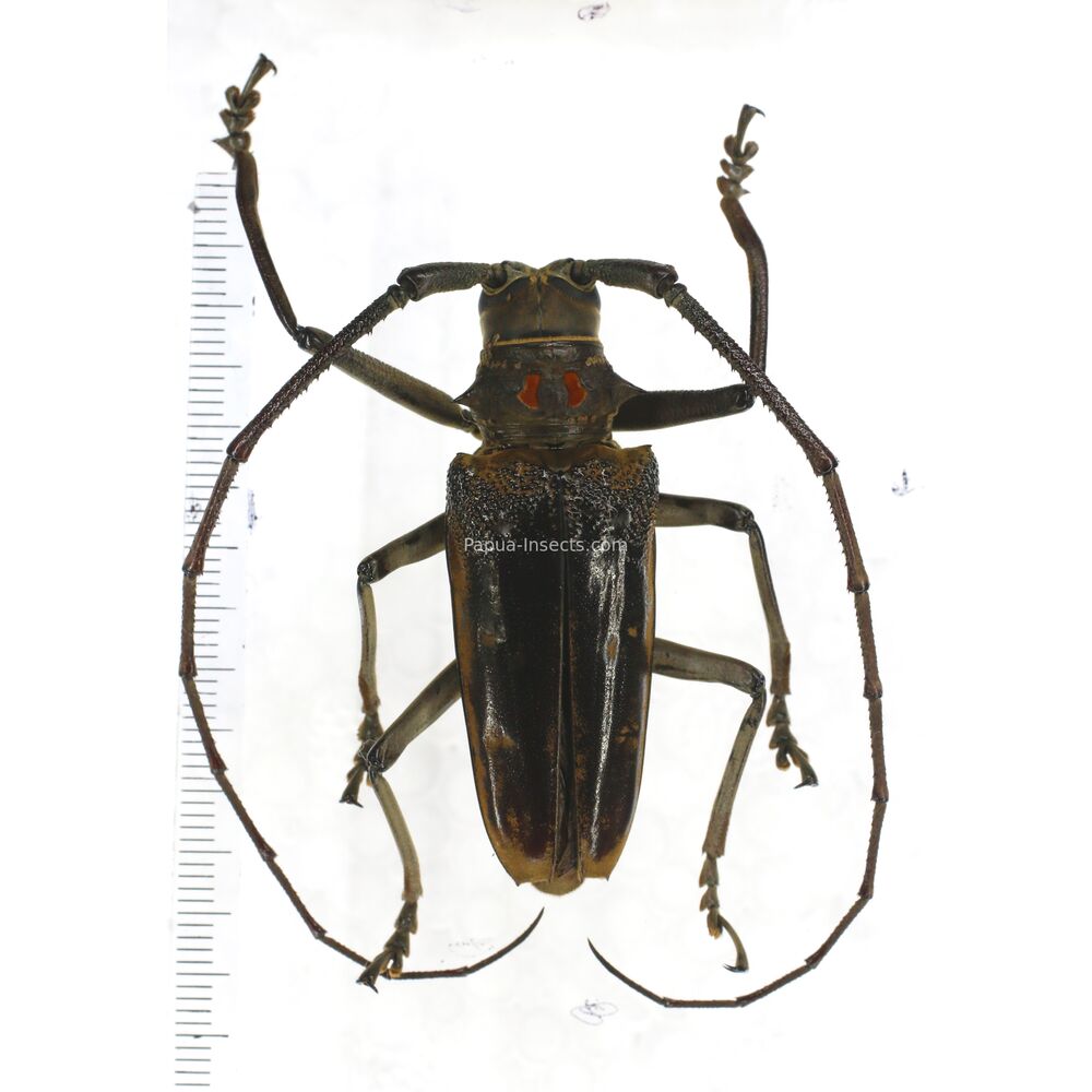 Batocera simeuluensis - 51mm - Simeulue island Indonesia