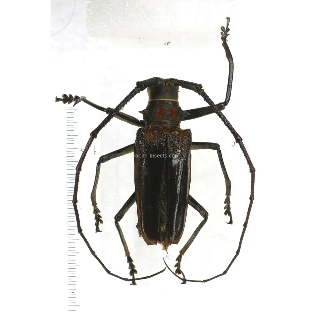 Batocera simeuluensis - 62mm - Simeulue island Indonesia