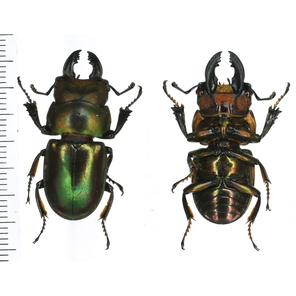Odontolabis invitabilis - 33mm - North Sumatra