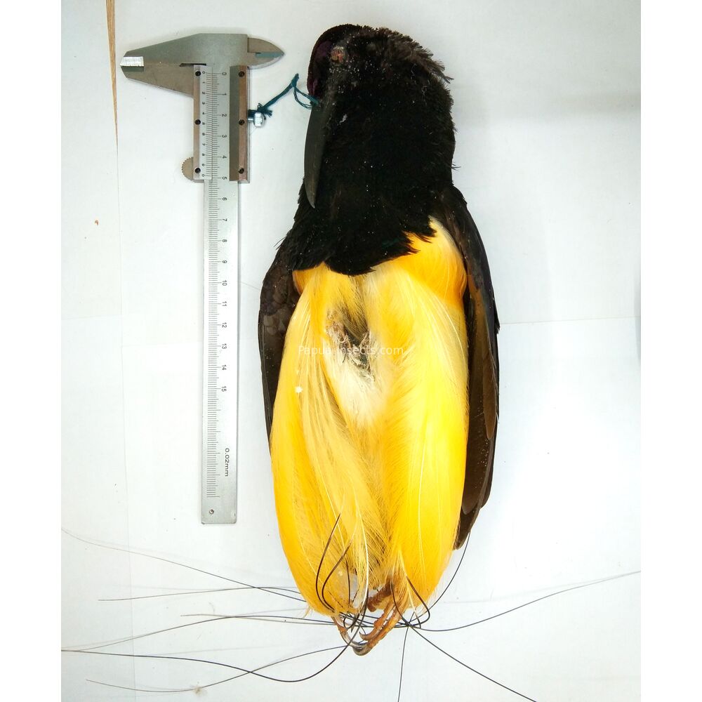 Twelve wired Bird - Seleucidis melanoleuca salted skin from Papua Indonesia RARE