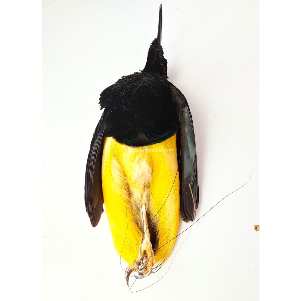 Twelve wired Bird - Seleucidis melanoleuca salted skin from Papua Indonesia RARE