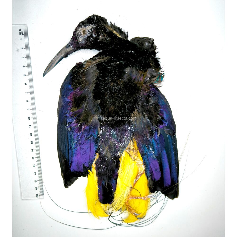 Twelve wired Bird - Seleucidis melanoleuca salted skin from Papua Indonesia RARE