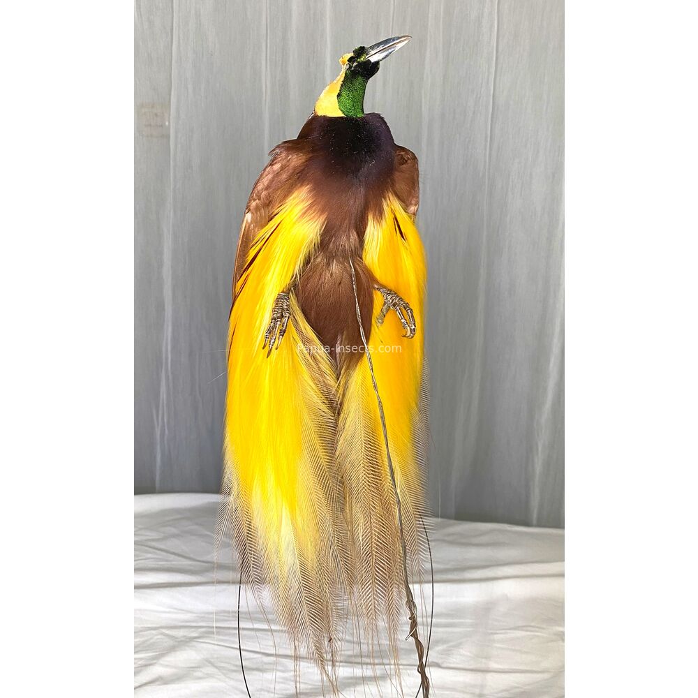 Lesser bird-of-paradise - Paradisaea minor salted bird skin for taxidermy from West Papua, Indonesia
