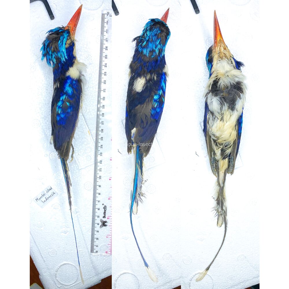 Tanysiptera galatea - Paradise-Kingfisher salted skin from West Papua Indonesia RARE