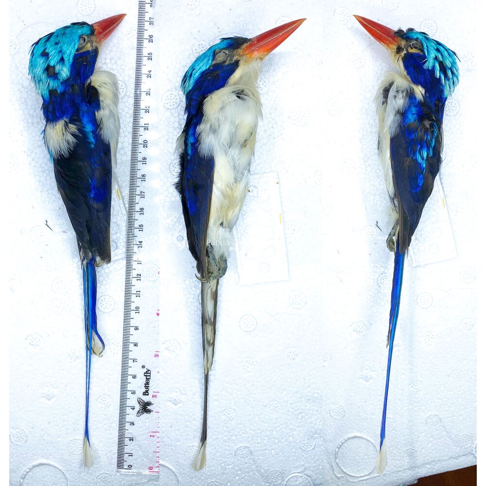 Tanysiptera galatea - Paradise-Kingfisher salted skin from West Papua Indonesia RARE